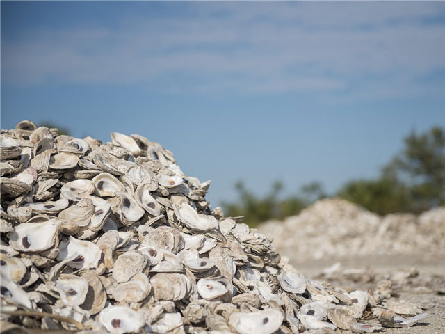 oyster shells drying