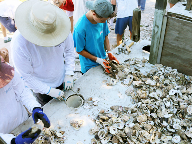 oyster recycling program