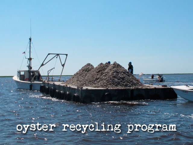 oyster shell recycling